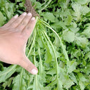 Broad-leaved Shepherd's Purse Seeds, 10g