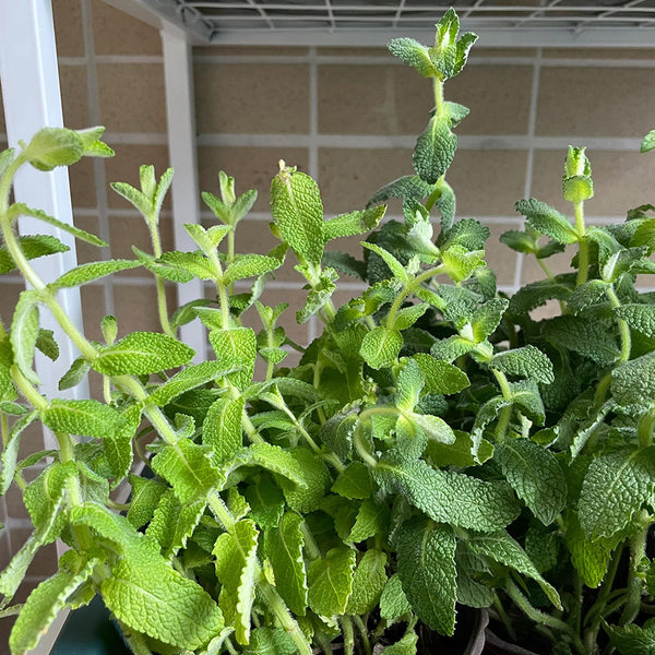 Apple Mint, 1000 Seeds