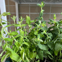 Apple Mint, 1000 Seeds