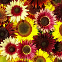 'Magic Flute' Ornamental Sunflower Seeds, 2g