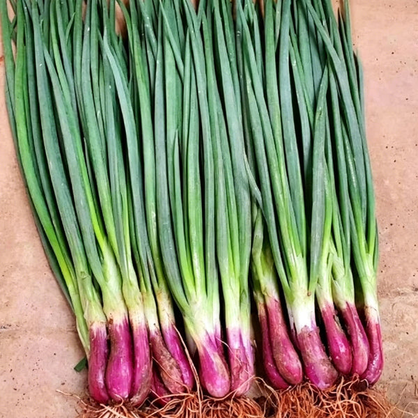 Shouhe Red Skin Scallion, 5g