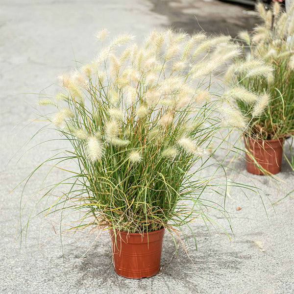 U2223 Long Feathery Fountain Grass, 20 Seeds