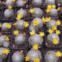 Mammillaria baumii, 3cm