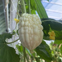 Apple Bitter Gourd, 5 Seeds