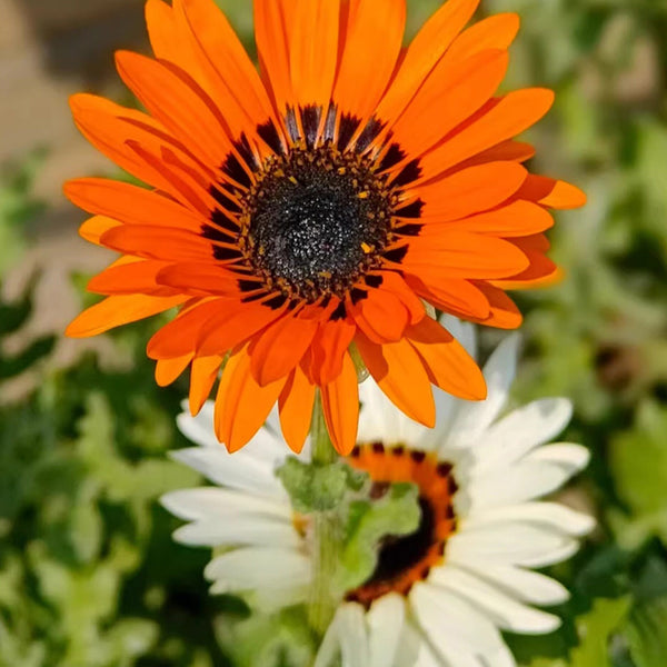 Double Cape Daisy Mixed Colors, 200 Seeds