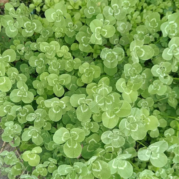 White Clover, 2000 Seeds
