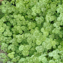 White Clover, 2000 Seeds