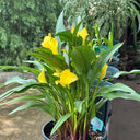 'Dana' Calla Lily, 18/20cm Circumference, 1 Bulb