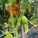 'Dwarf Stone Creek Heart' Tomato Seeds, 5 Seeds