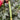 Thailand Medium Green Luffa, 100 Seeds