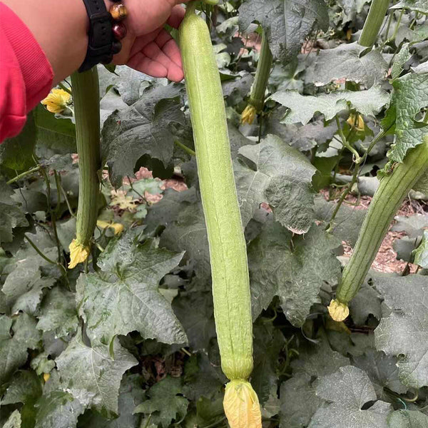 Thailand Medium Green Luffa, 100 Seeds