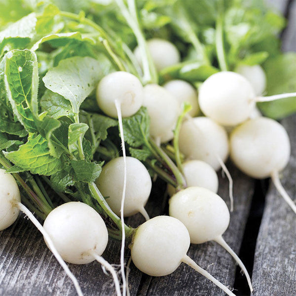 Dongsheng Baby Turnip Seeds, 10g