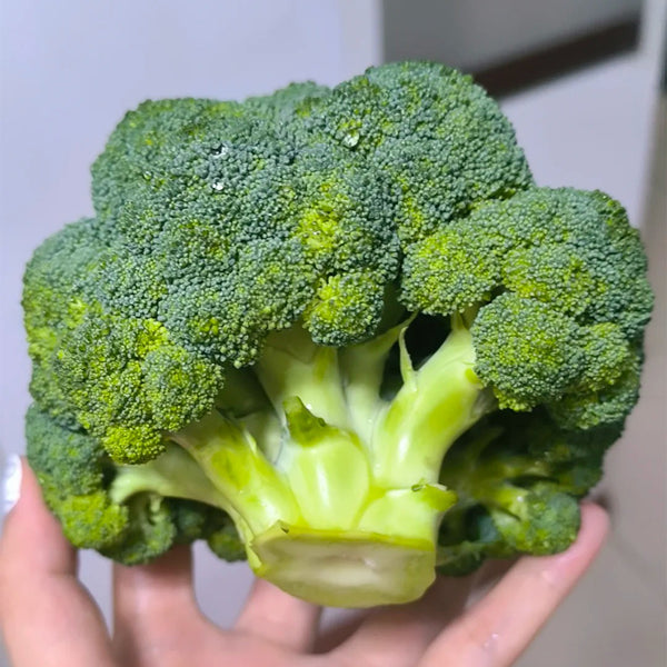 Broccoli Seeds, 50 Grams ≈ 13000~16500 Seeds