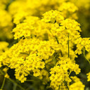 Mountain Alyssum, 500 Seeds