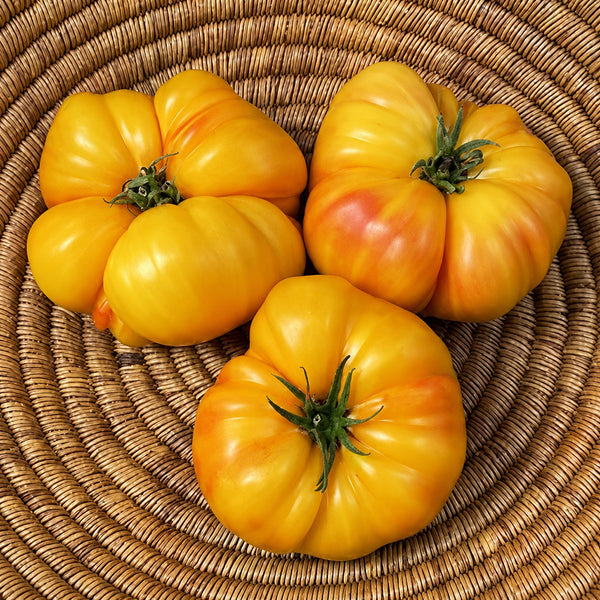 322 Mortgage Lifter Bi-Color Tomato, 5 Seeds
