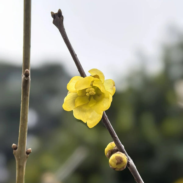 Large Flower Pure Yellow Wintersweet, 20 Seeds