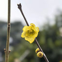Large Flower Pure Yellow Wintersweet, 20 Seeds