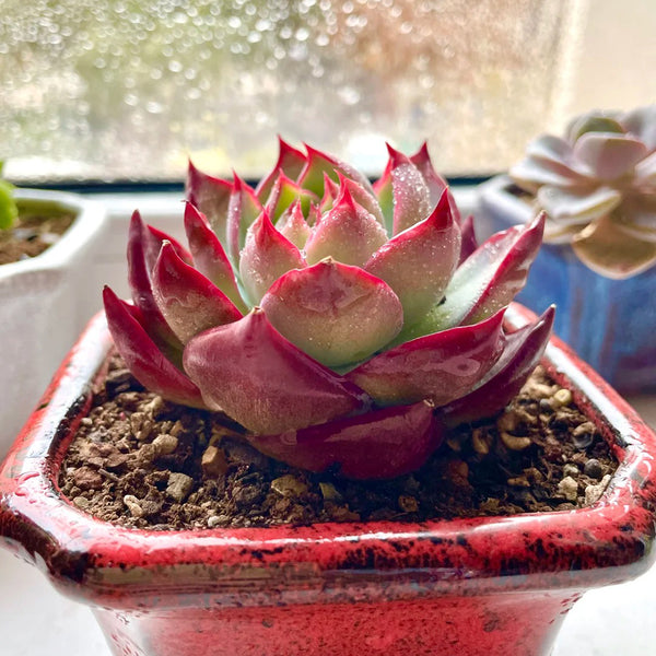 Echeveria cv. 'Fairy of Stunning Grace', 2pcs x 1-head