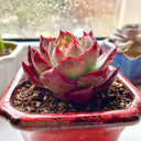 Echeveria cv. 'Fairy of Stunning Grace', 2pcs x 1-head