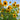 Giant Branching Sunflower, 200 Seeds