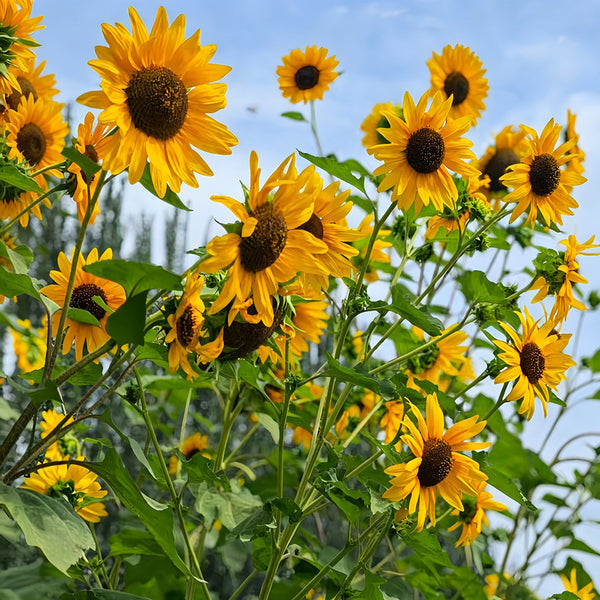 Giant Branching Sunflower, 200 Seeds