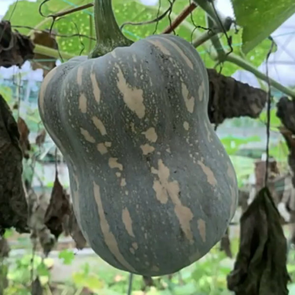 Peanut Pumpkin Seeds, 10 Seeds