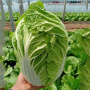 Improved 'Qingza No.3' Chinese Cabbage Seeds, 5g