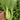 Demei Shanghai Bok Choy Seeds, 10g