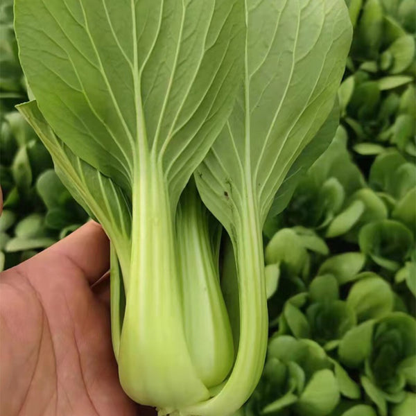 Demei Shanghai Bok Choy Seeds, 10g