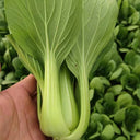 Demei Shanghai Bok Choy Seeds, 10g