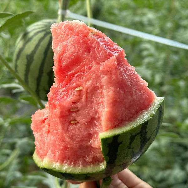 Sugar Globe Petite Watermelon Seeds, 15 Seeds