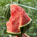 Sugar Globe Petite Watermelon Seeds, 15 Seeds