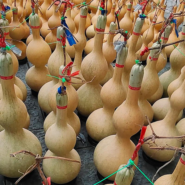 Extra Large Waist Gourd, 5 Seeds