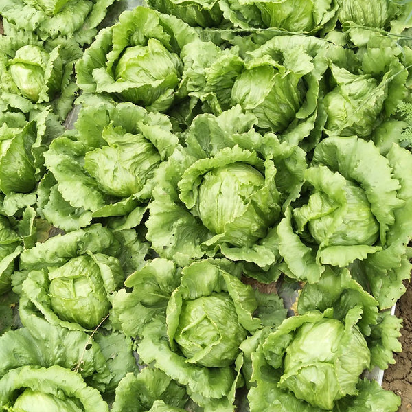 Green Ball Lettuce Seeds, 2g
