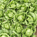 Green Ball Lettuce Seeds, 2g