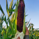 'Yu Heitian Nuo 950' Black Corn Seeds, 100g