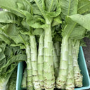 Heat-Resistant No.1 Stem Lettuce Seeds, 10g