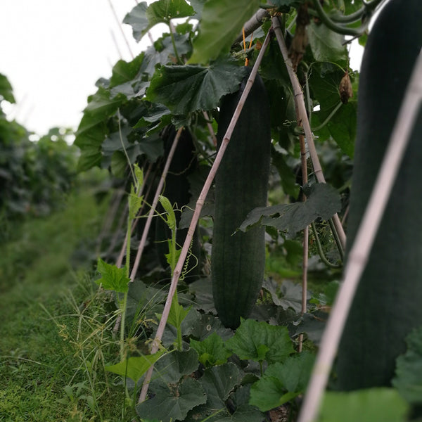 Iron-Heart Black Missile Winter Melon, 50 Seeds