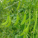 'Cuibao 616' Snow Pea Seeds, 30g