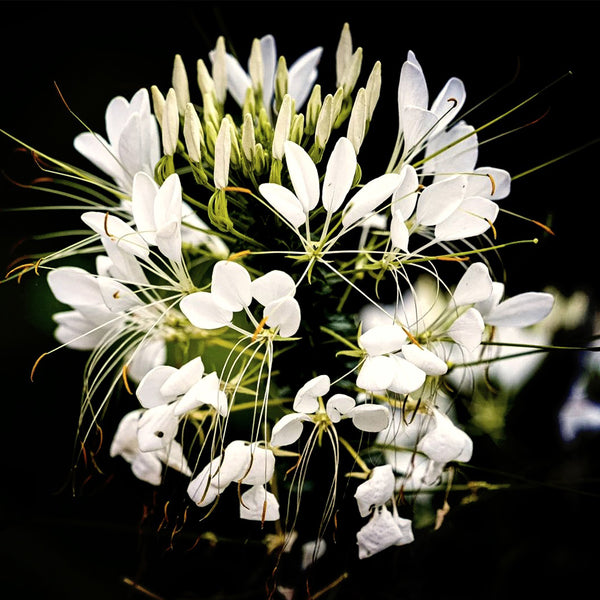 White Spider Flower Seeds, 200 Seeds