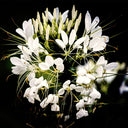 White Spider Flower Seeds, 200 Seeds