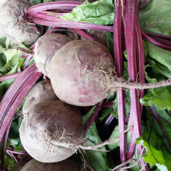 Globular Beetroot Seeds, 10g