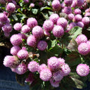 Dwarf Globe Amaranth Seeds