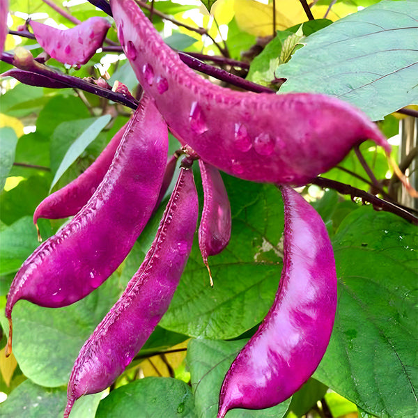 Fresh Purple-Red Hyacinth Bean