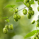 Hop Seeds, Pack of 10
