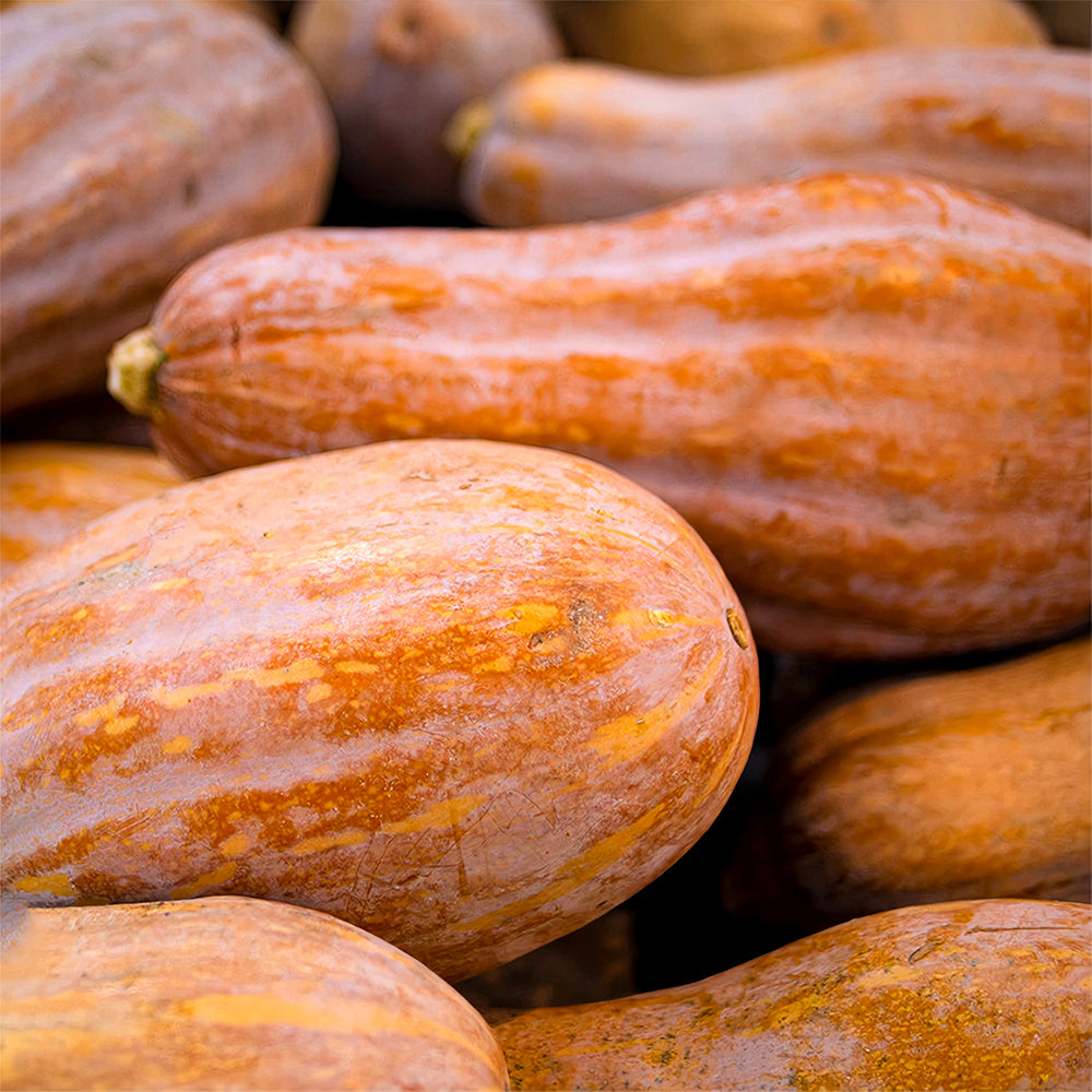 Chinese Miben Pumpkin Seeds