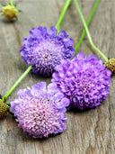 Scabiosa Atropurpurea 'Blue Cockade'