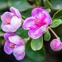 Rhodomyrtus Tomentosa