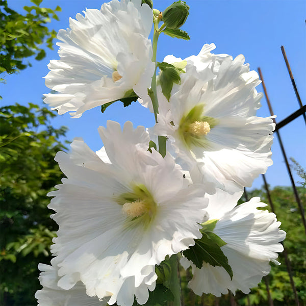 Alcea 'Chaste White'