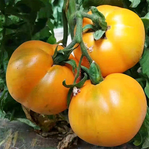 'Imperial Concubine' Yellow Tomato